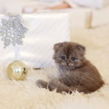 chat sur un tapis à Noël